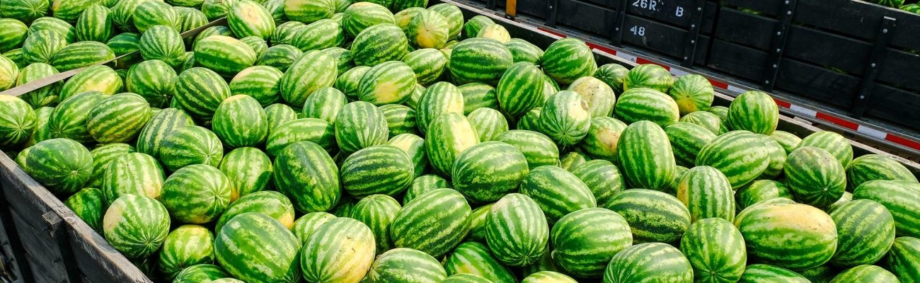 watermelons-min-1_1920x635_acf_cropped